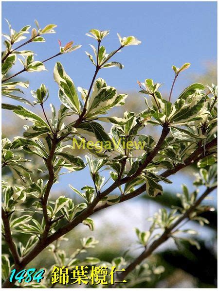 錦葉欖仁|Terminalia mantaly